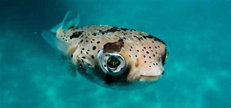 Porcupine fish.  These unique marine fish In addition, when attacked, porcupine ...
