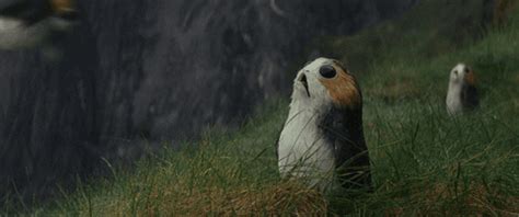 Porgs are space puffins ResetEra