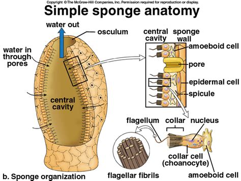 Porifera - The Digestive System