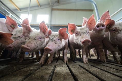 Pork could get more expensive in 2024 as pig farmers adjust to California's Proposition 12