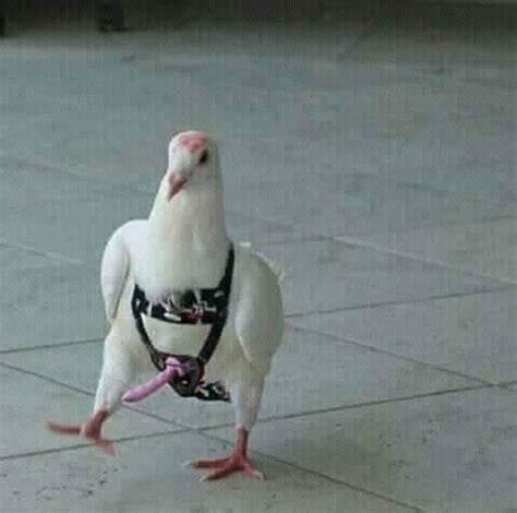 Porn Bird