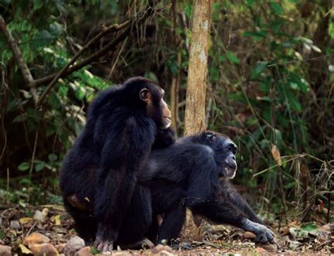 Porn chimpanzee. Watch Chimpanzee pussy Free porn videos. You will always find some best Chimpanzee pussy videos xxx. 