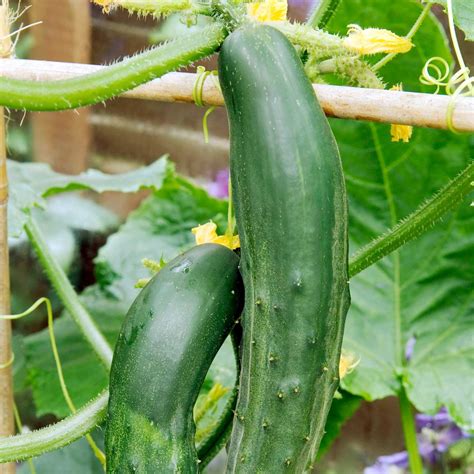 Porn with a cucumber
