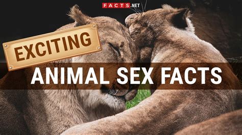 Porn woman animal. Things To Know About Porn woman animal. 