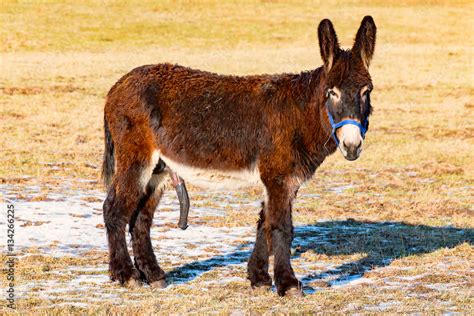 Porndonkey. Things To Know About Porndonkey. 