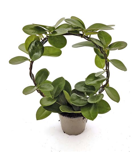 Porslinsblomma vattning