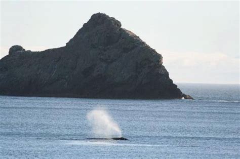 Port Orford Chamber of Commerce - Oregon Coast Visitors …