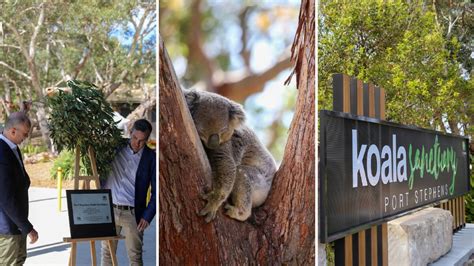 Port Stephens koala sanctuary opens its doors