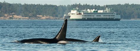 Port Townsend to San Juan Islands and Orca