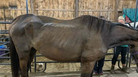 Portage county apl. RAVENNA, Ohio (WJW) – Horses surrendered to a local animal rescue are now in the battle for their lives. The Portage Animal Protective League took custody of half a dozen horses surrendered last ... 