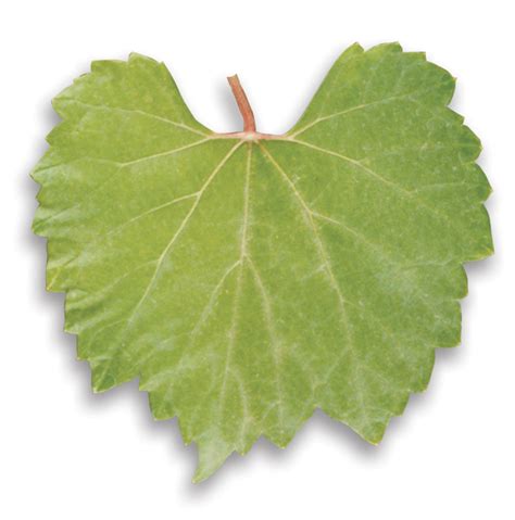 Porte-greffe 1103 Paulsen Velletaz Groupe.