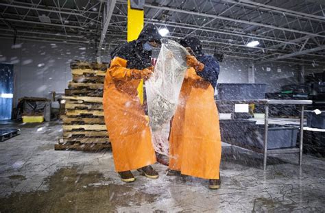 Portland fish exchange. Apr 1, 2022 ... A cod to be auctioned sits on ice at the Portland Fish Exchange, in Portland. PORTLAND, Maine (AP) — The worldwide seafood industry is ... 