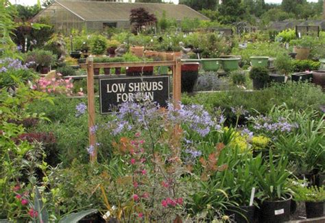 Portland nursery. Browse a giant selection of shrubs for your yard, from bright and colorful to fragrant and tropical, from native and hardy to easy and maintenance-free. Learn about the benefits … 