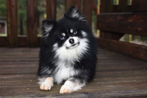 2. A Pomsky is like a box of chocolates - you never know what you're gonna get. Pomskies can inherit any aspect of their parent breeds' temperaments, and in potentially unpredictable combinations. So there's a chance they could develop behavioral issues, similar to the Small Dog Syndrome, which is very often found in Pomeranian dogs that are not properly trained.. 