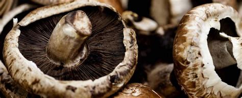 Portobello mushrooms are white mature button mushrooms that have a meaty texture with an intense flavor. They’re very low in calories and rich in carbs, lipids, proteins, vitamins, and minerals, and a good source of phytochemicals like conjugated linoleic acid and L-ergothioneine that can help in preventing cancer and other anti-aging …. 