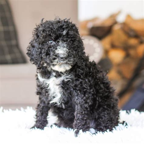 Portuguese Water Dog Poodle Mix Puppies For Sale