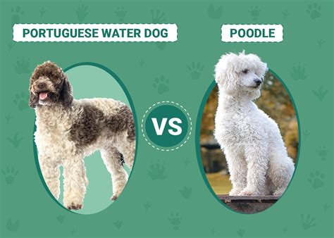 Portuguese Water Dog vs Poodle: Determining the Better …