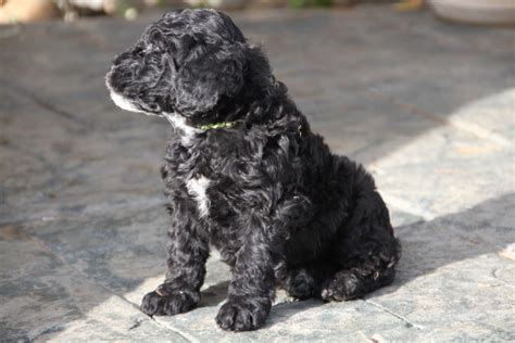 Portuguese water dog adoption. The Portuguese Water Dog is a loyal, loving dog that makes a wonderful family companion. Portuguese Water Dogs are wonderful with children, get along well with other dogs, and can be socialized to tolerate cats. Portuguese Water Dogs are smart and need firm, consistent training. This breed can live in an apartment if it gets enough exercise. 