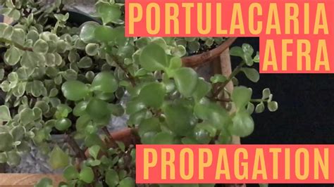 Portulacaria Afra Variegata RAINBOW Elephant bush propagating ... - YouTube