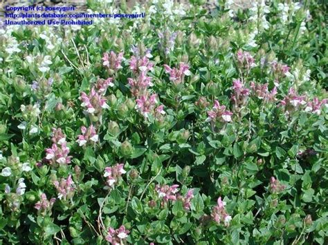 Poseygurl Leaks PORN 💦