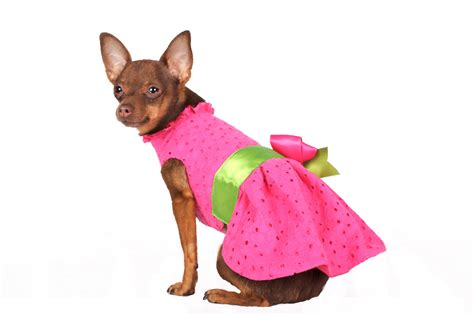 Posh puppy boutique. Outfits & Tracksuits for Puppies Dogs - Posh Puppy Boutique luxury dog boutique of designer clothes, accessories, carriers, collars leashes, harnesses, fancy beds, puppy diaper, belly bands, id tags, pet toys, life jacket apparel and accessories. 