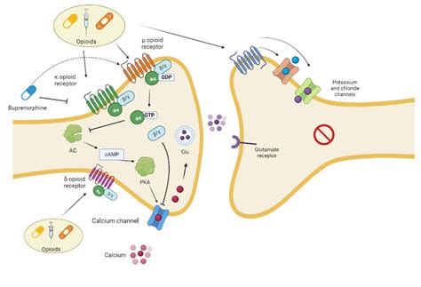 Possible Mechanism(s) of Opioid-induced Coughing