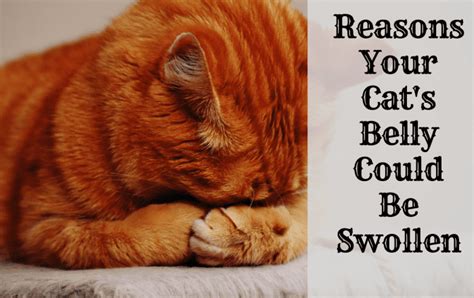 Possible Reasons Why Your Cat Has a Swollen Abdomen …