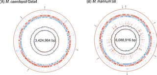 Possible cross-feeding pathway of facultative methylotroph ...