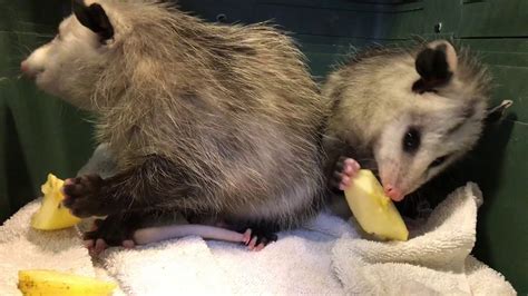Possum food. Fruit: Opossums love berries and watermelons, grapes, and bananas. These animals are also great at digesting fibrous foods, but food like this will … 