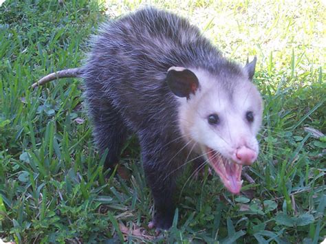 A mother Mexican Mouse Opossum (Marmosa mexicana) eats while her c
