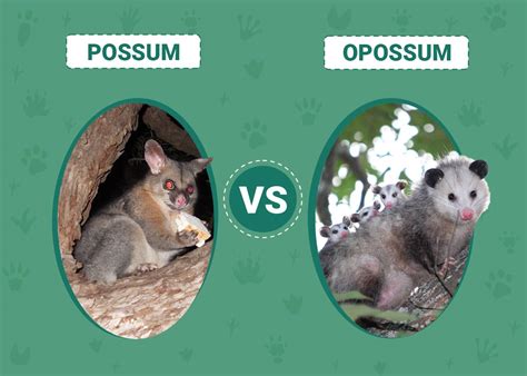 Possums Vs. Opossums: Know The Difference Between Both Animals