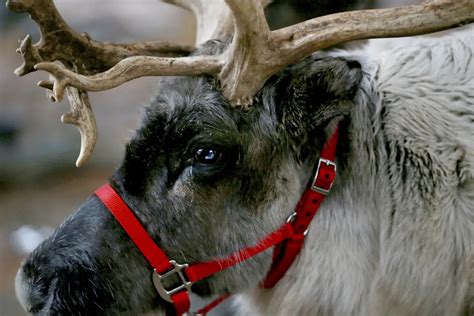 Post-flight feast: Study suggests reindeer vision evolved to spot favorite food