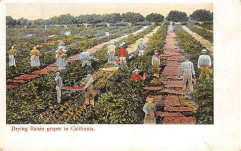 Postcard - California Vineyards - California eBay