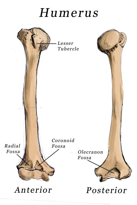 Posterior depression on the distal humerus. Identify the bone of the lower limb that bears the least amount of weight. Identify the type of joint found between the distal end of the tibia and fibula (distal tibiofibular joint). Name the noticeable bump on the outside of the ankle. Identify the 2 bones that the fibula articulates with in the skeleton. 