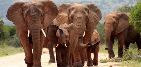 Postgres 10 Features A Dba Should Know Logical Replication Ashnik
