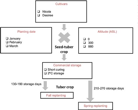 Postharvest temperature has a greater impact on apical …