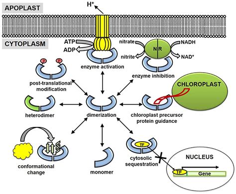 Posttranslational modifications and subcellular transportation of