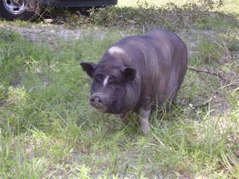 Pot Belly Pigs Pets And Animals For Sale - Florida - AmericanListed