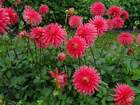 Pot Tuber - Dahlia Josudi Hercules - Halls of Heddon