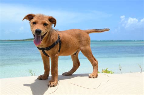 Pot cake dog. A DOG'S LIFE: POTCAKES AT SANDY POINT, ABACO The POTCAKE DOG is a mixed-breed dog type from the Bahamas & TCI. Its name comes from the congealed rice and pea mixture that local residents traditionally fed dogs. A while ago I posted in more detail about these dogs including TEN VITAL FACTS HERE and about the potcake … 