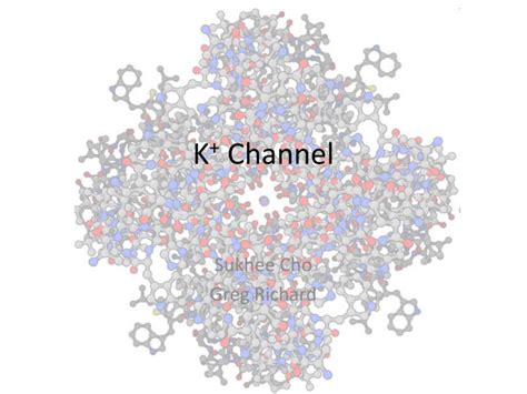 Potassium Ion Channel FSU Program in Neuroscience