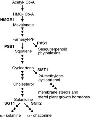 Potato Glycoalkaloids SpringerLink