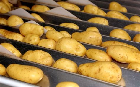 Potato Processing Market Status and Future Forecasts to 2029