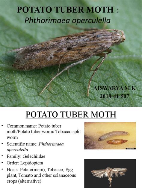 Potato Tuber Moth PDF Insects Agriculture - Scribd