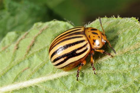Potato bug. Introduction. The Colorado potato beetle, Leptinotarsa decemlineata (Say), is a major pest of potato, Solanum tuberosum L., in commercial production and home gardens in Minnesota. Larvae and adults both feed on foliage and if left untreated, complete defoliation of plants is possible. The Colorado potato beetle was first … 