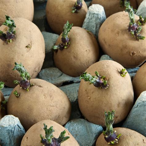 Potato seed potatoes. Jul 20, 2021 ... These plants undergo asexual reproduction, that is, the potatoes grown by sowing a “seed potato” are clones of the parent plant. Saving some of ... 