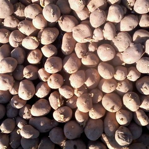 Potato seeds for sale. Products 1 - 12 of 12 ... Buy Seed Potato online at Happy Valley Seeds. We have a huge range of Seed Potato to choose from with shipping Australia wide. 