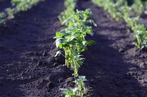 Potato yield per acre in India - Signup Trending Nature