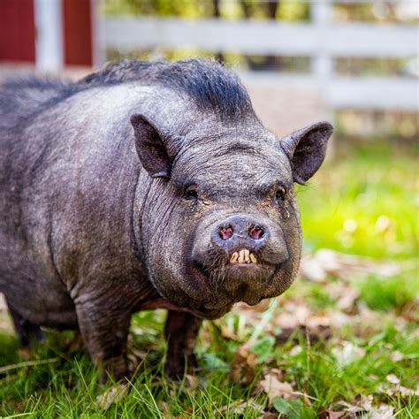 Potbelly pig ready for adoption after months of progress with Animal Rescue League of Boston