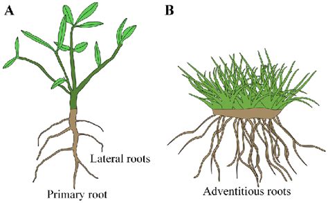 Potential Drawbacks and Criticisms of Taproot